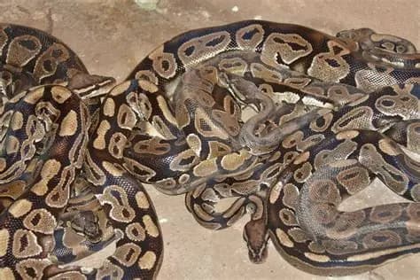 Temple Python, photo 4